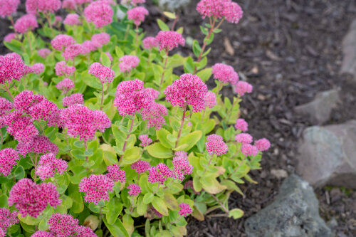 Sedum Brilliant Pink